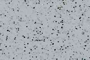 Линолеум Gerflor Mipolam Elegance El5 0352 Grey фото  | FLOORDEALER